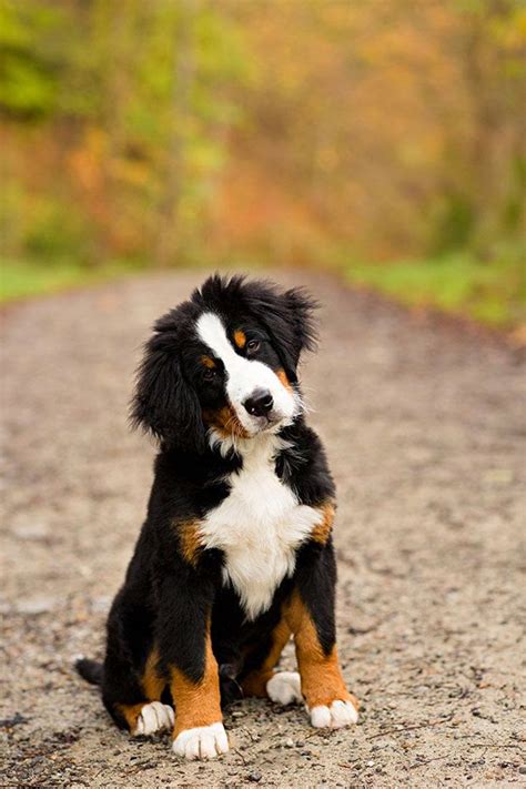 Cute Puppy And Dog Cute Amazing Bernese Mountain Dog