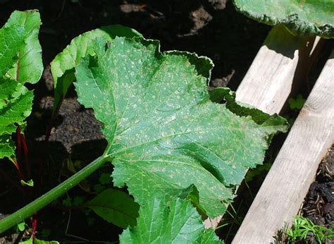 It is easily identified and appears as light grey or white powdery spots usually found on infected leaves, but can also be found underneath, or on stems, flowers, fruit or vegetables. A Growing Tradition: Powdery Mildew on Zucchini