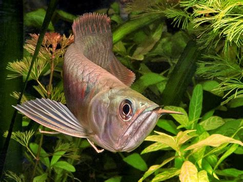 Tips budidaya ikan oscar cara mengkawinkan ikan oscar bagi pemula !подробнее. IKANHIAS: CARA MEMELIHARA IKAN ARWANA DI AKUARIUM