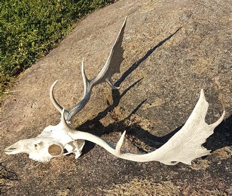 Real Fallow Stag Deer Skull European Mount Style Etsy