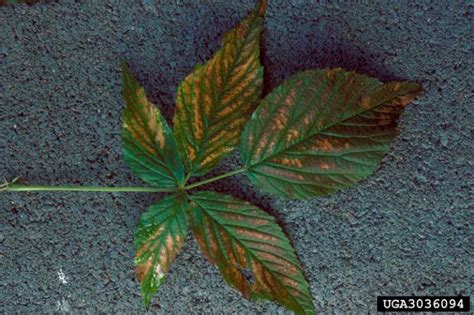 Sulfur dioxide has a direct impact on human health and is responsible for a variety of respiratory problems (table 4.10). Sulfur Dioxide Damage to Plants