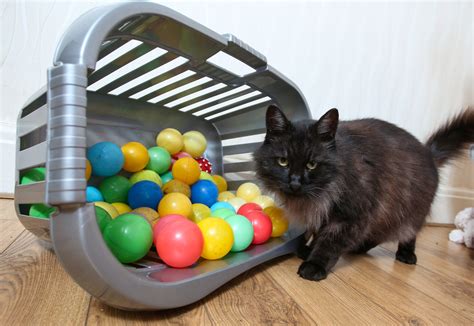 If your cat's breath smells bad, you might have more of a problem on your hands than putting up with a foul smell. Cheeky cat keeps stealing dozens of children's ball-pit ...