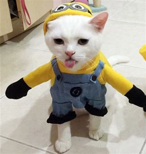 逸品 Meow Cute Cats Face Funny Costume Cat Fur Pet Lovers トレーナー
