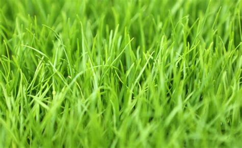 Membasmi gulma di halaman rumah atau celah konblok. 10 Jenis Rumput Taman untuk Halaman Rumah Terpopuler