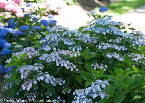 How to Get More Hydrangea Flowers | Hydrangea serrata, Hydrangea not blooming, Panicle hydrangea