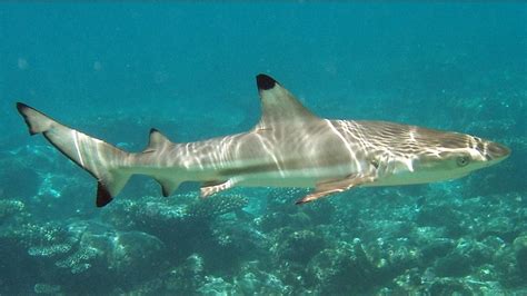 Diving With Blacktip Reef Sharks