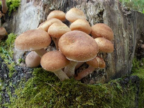 Images Gratuites Collection Lautomne Des Bois Agaric Bole