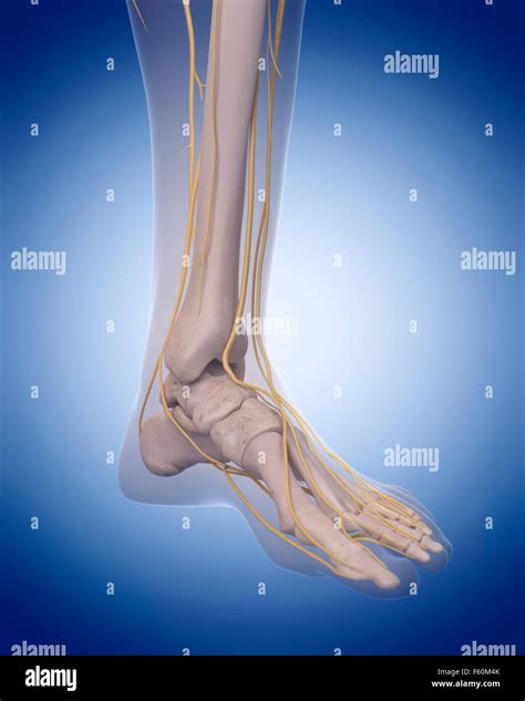 Medically Accurate Illustration Nerves Of The Foot Stock Photo Alamy