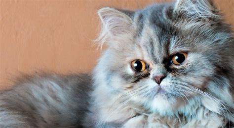 Phoenician and roman caravans traveling to europe from persia were likely cat fanciers began selectively breeding the persian to his current day appearance in the 1800s because of queen victoria's fondness for the breed. Persian Cats • One of the "oldest breed" of cats + (very ...