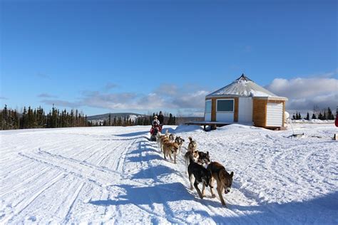 1 Hour Winter Dog Sledding In Fairbanks Fairbanks Ak United States