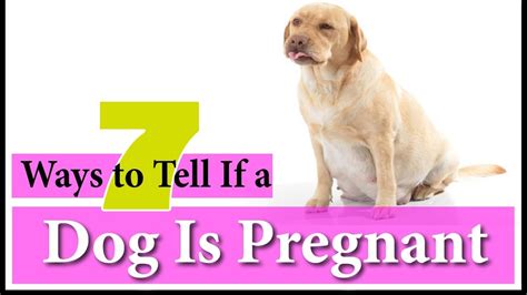 What Are The Signs That Your Dog Is Pregnant