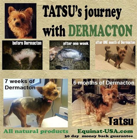 Flight prices change frequently as per availability. Dermacton Reviews (With images) | Dog skin problem, Dog ...