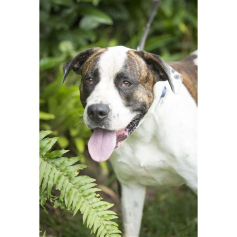 Chase Large Male American Bulldog X Neapolitan Mastiff Mix Dog In Qld