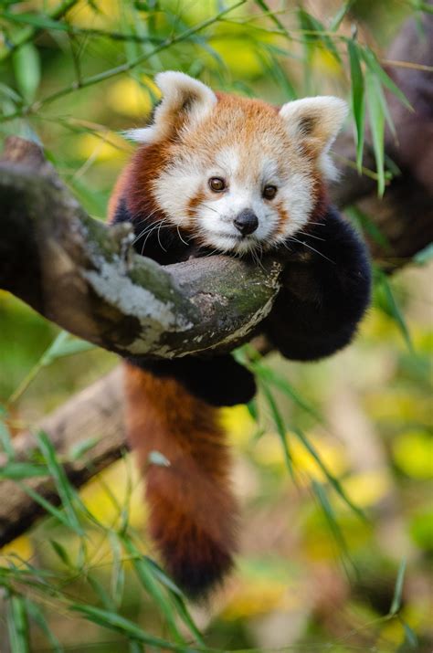 Free Images Tree Grass Branch Blur Animal Cute Wildlife Wild