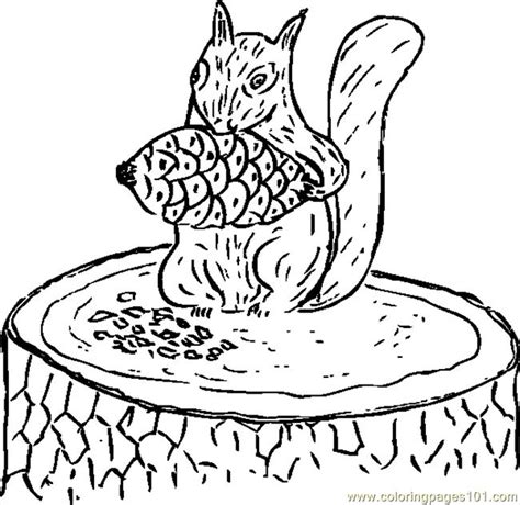 squirrel eating pine conesvghi coloring page