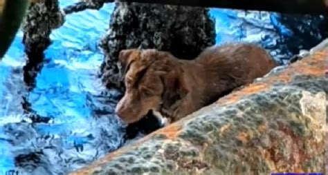 Workers On An Oil Rig Successfully Rescue An Exhausted Dog That Was
