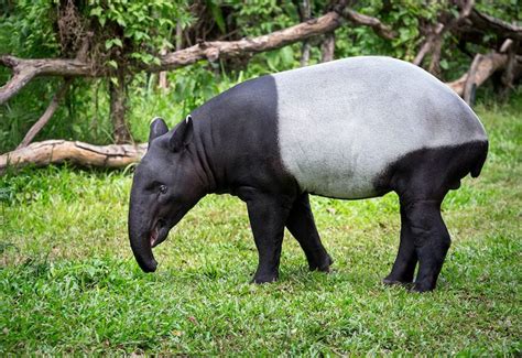 Anak Tapir Kancil Dan Babi Nerveploaty