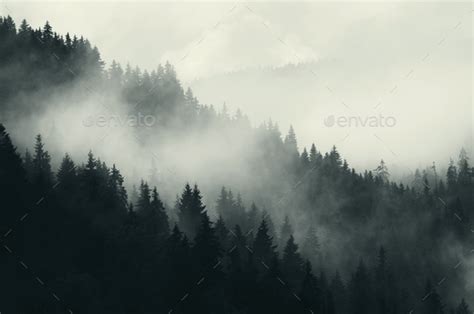 Fog Over Mountain Pine Tree Forest Landscape Stock Photo By Andreiuc88