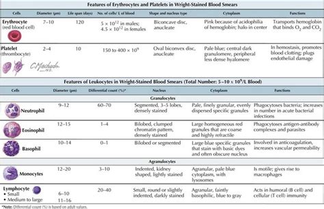 Disorders Of White Blood Cells Clinical Gate