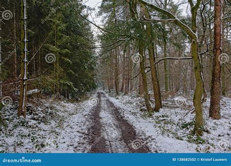 Dirt Road Through A Pine Forest Covered In Snow Stock Photo Image Of
