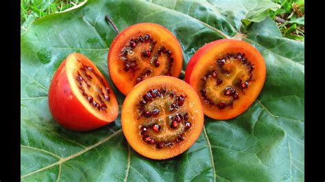 Not all are edible, and while the yew is an extreme example there are others that can make you ill. Tamarillo's - Tasting Fruit & Growing Trees - YouTube