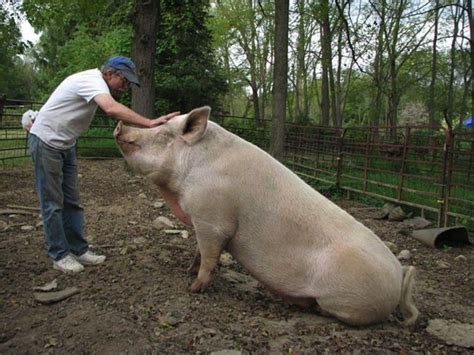 How Big Do Teacup Pigs Grow Tribuntech