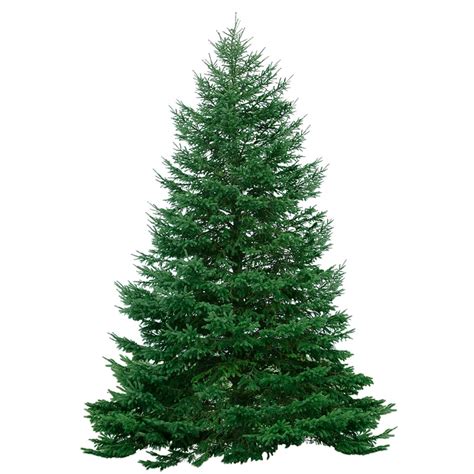 Balsam Fir Christmas Trees For Sale Merry Christmas 2021
