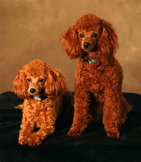 Red Toy Poodle Breeders Florida Amazement Column Fonction