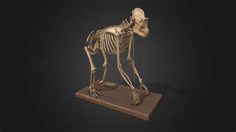Gorilla Gorilla Mounted Skeleton 3d Model By Museu De Ciències