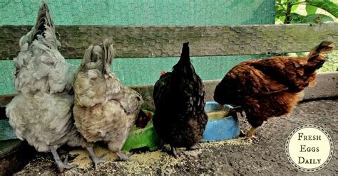 Bertia Lanhe Vent Gleet Symptoms Causes And Natural Treatment For Backyard Chickens