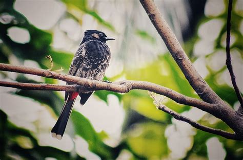 Hd Wallpaper Bulbul Bird On The Tree Natural Animal Skyscraper