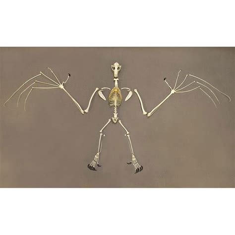 Replica Greater Flying Fox Skeleton Articulated — Skulls Unlimited