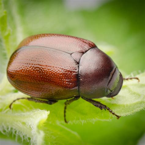 June Bugs Are Here And Their Damage To Your Lawn Is Not Cute