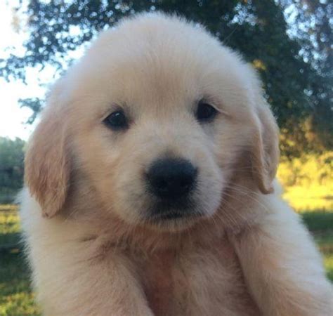 Akc Golden Retrievers Puppies For Sale In Dayton Texas Classified