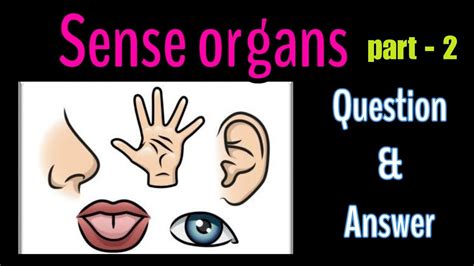 Sense Organs Part 2 Exercise Work Class 2 Evs Youtube