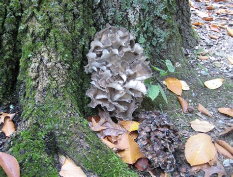 Gary Lincoff Polypores