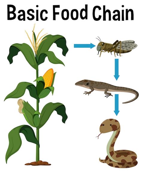 Ciencia cadena alimentaria básica Descargar Vectores Premium