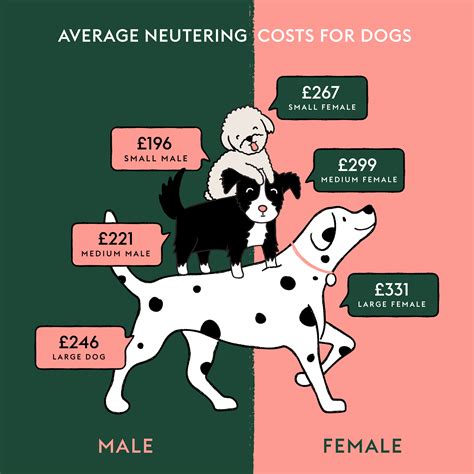 What Is The Difference Between Spay And Neuter Dogs? Explained In 20 Words.