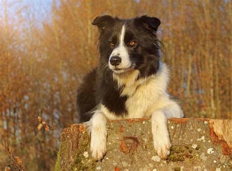 10 Most Popular Dog Breeds In Norway The Dogman