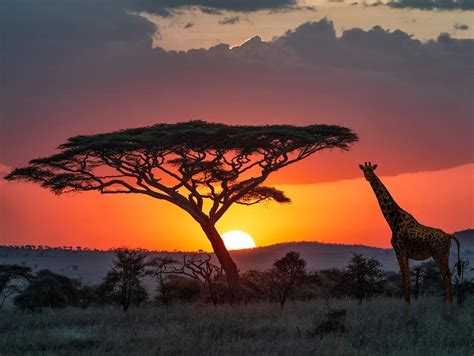 Perfect Sunset In Serengeti National Park Tanzania Gate 1 Travel