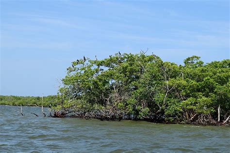 Filepelicans And Double Breasted Cormorants In The Mangroves