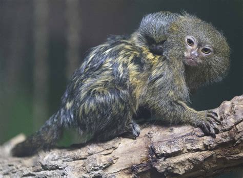 Double Delight With The Birth Of Pygmy Marmoset Twins Adelaide Zoo