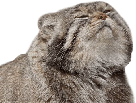 Fluffy Cat Pallas Manul Cat Meme Png Gratis Picmix