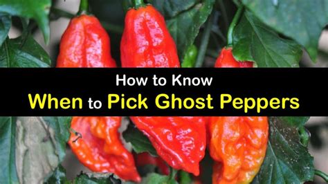 How To Know When To Pick Ghost Peppers