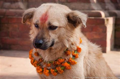 Kukur Tihar Kukur Puja The Nepalese Festival That Celebrates Dogs
