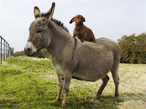 Donkey And Dachshund