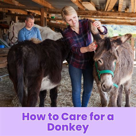 How To Care For A Donkey Essential Tips For Proper Donkey Care Own