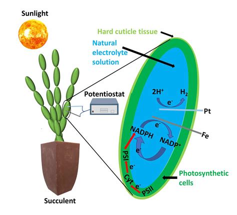 New Way To Harvest Electricity From Succulent Plants Natural
