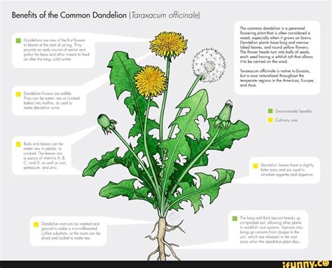 Benefits Of The Common Dandelion Taraxacum Officinale The Common