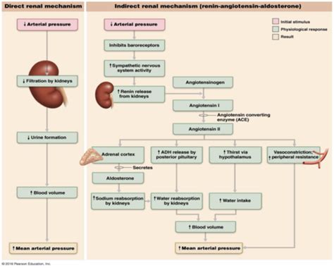 Chapter Urinary System Part Ii Glomerular Filtration Flashcards